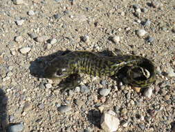 Image of Barred Tiger Salamander