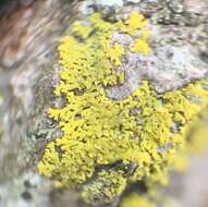 Image of lemon lichen