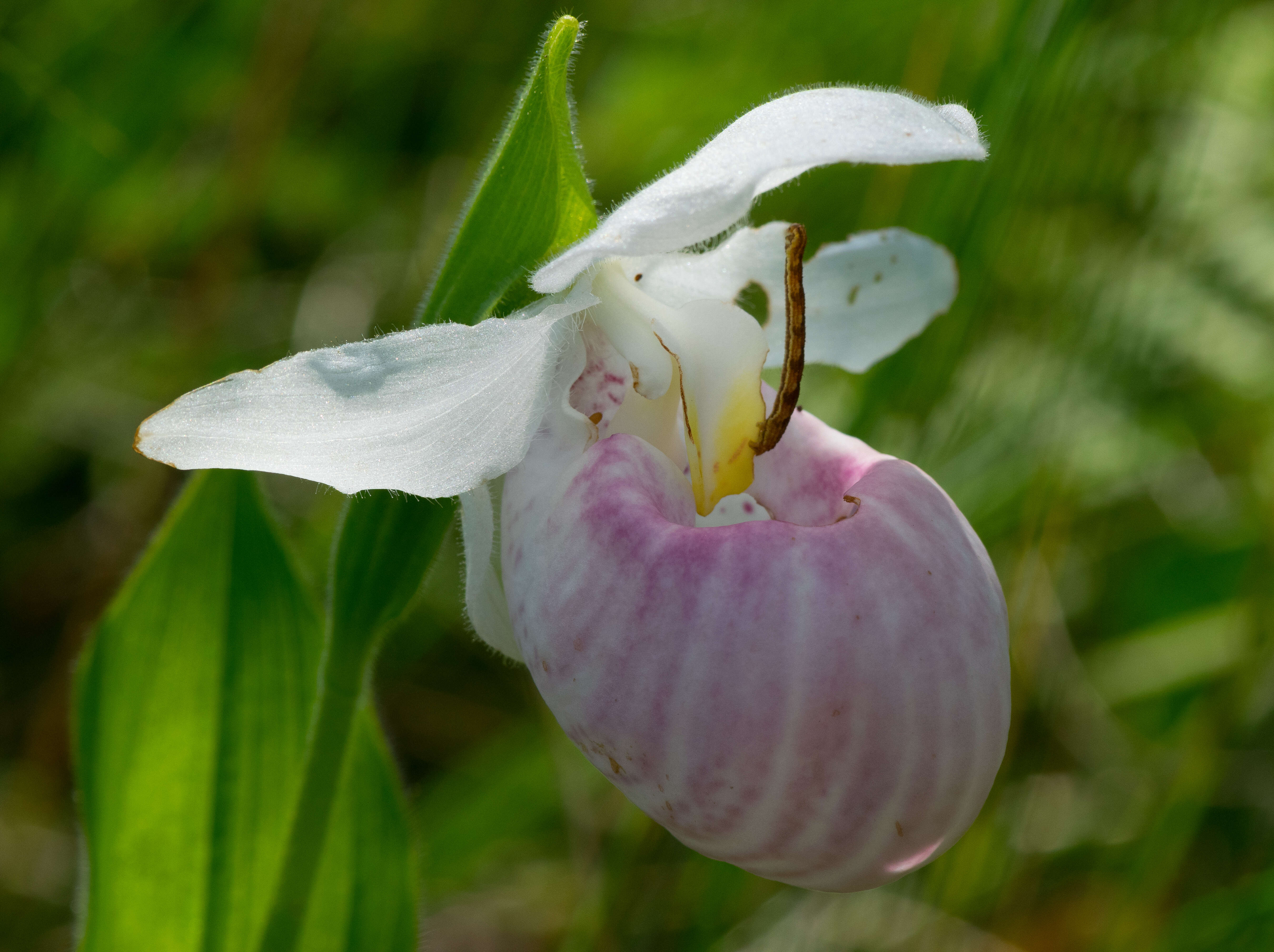 Image of Showy lady's slipper