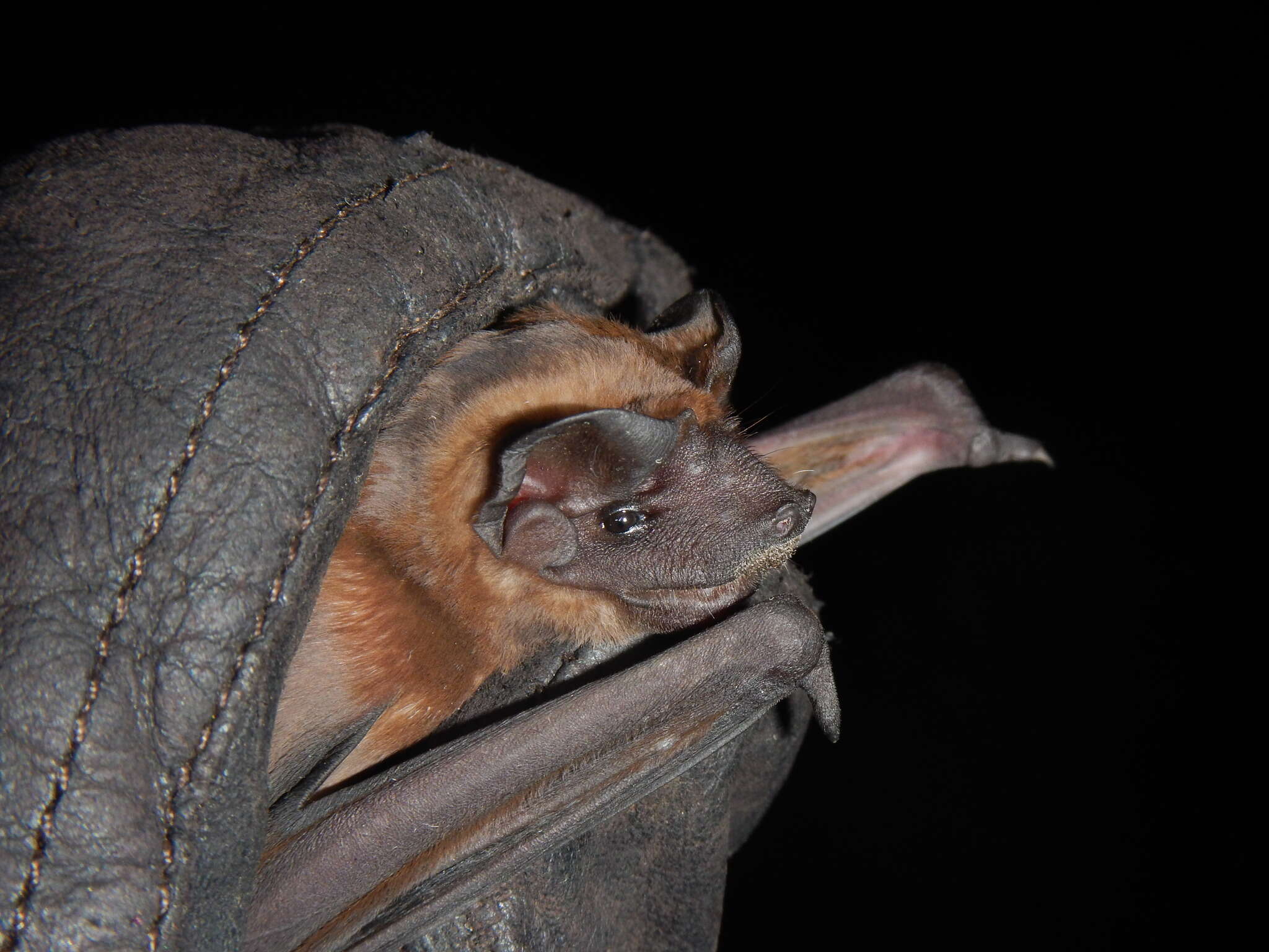 Image of Pallas's Mastiff Bat