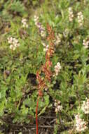 Rumex arcticus Trautv.的圖片