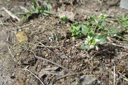 Image of early scurvygrass