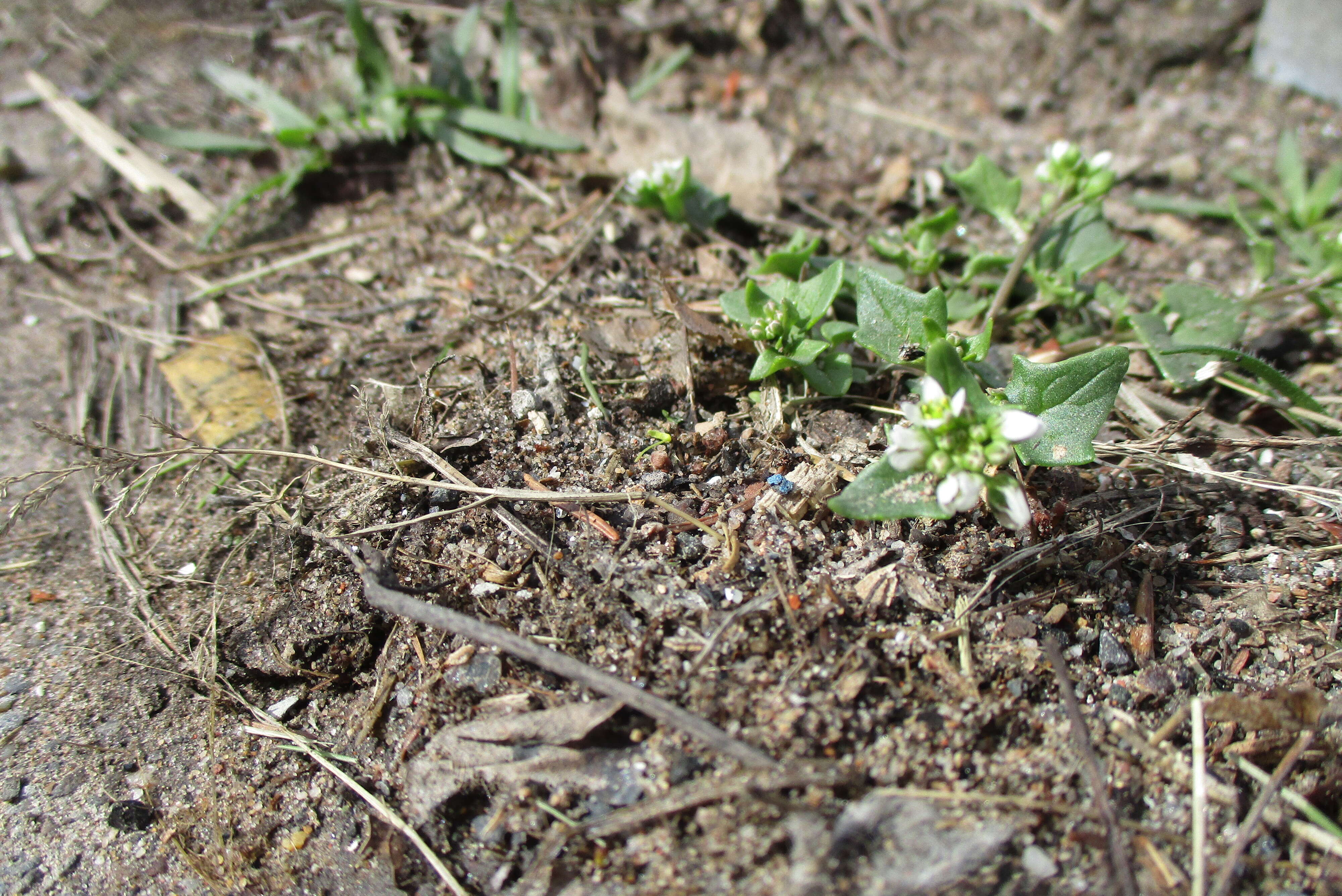 Image of early scurvygrass