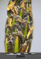 Image of Scirpus radicans Schkuhr