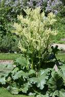 Image of Chinese rhubarb