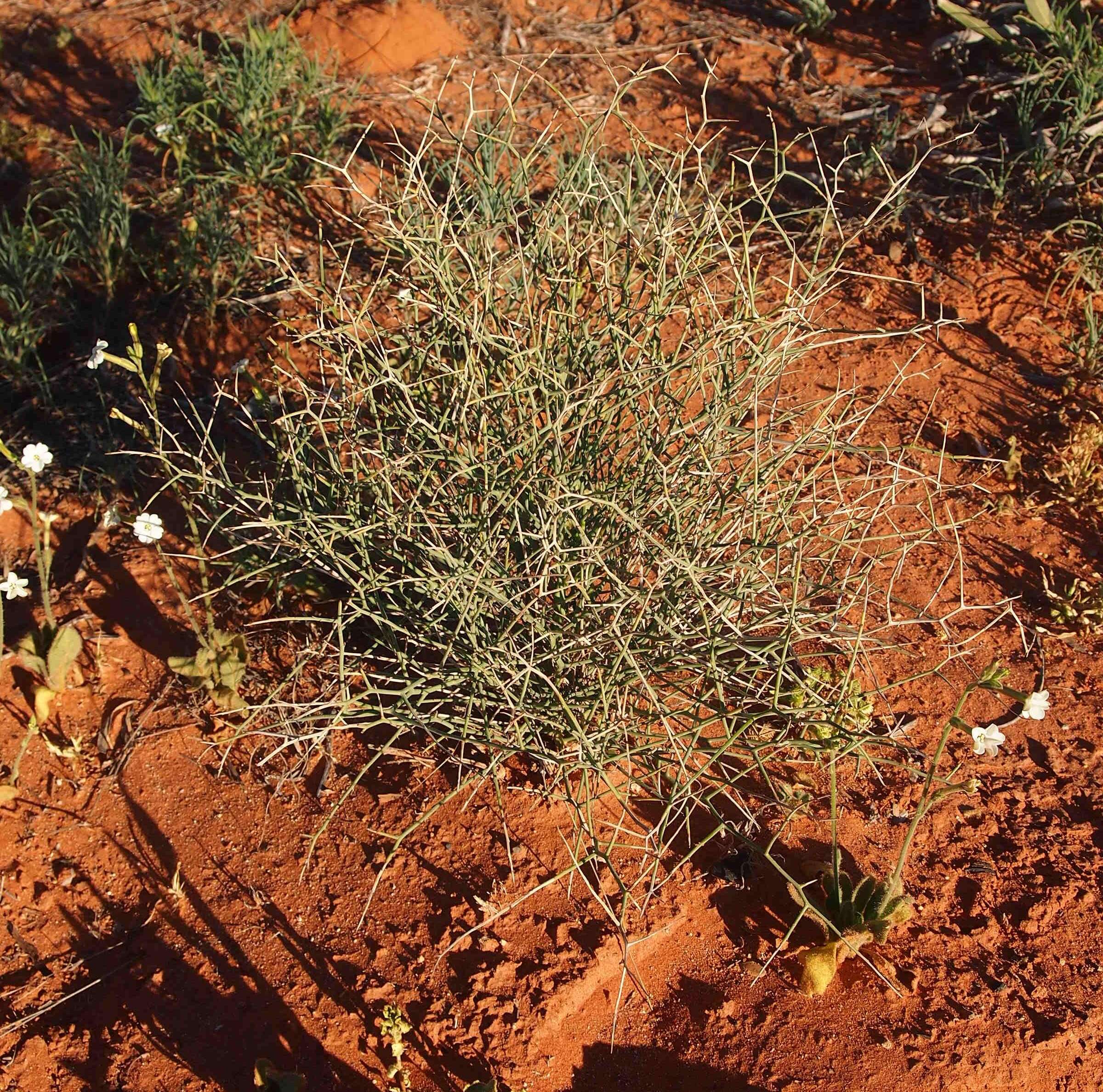 Image of Lechenaultia divaricata F. Müll.