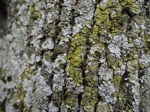 Image of lemon lichen