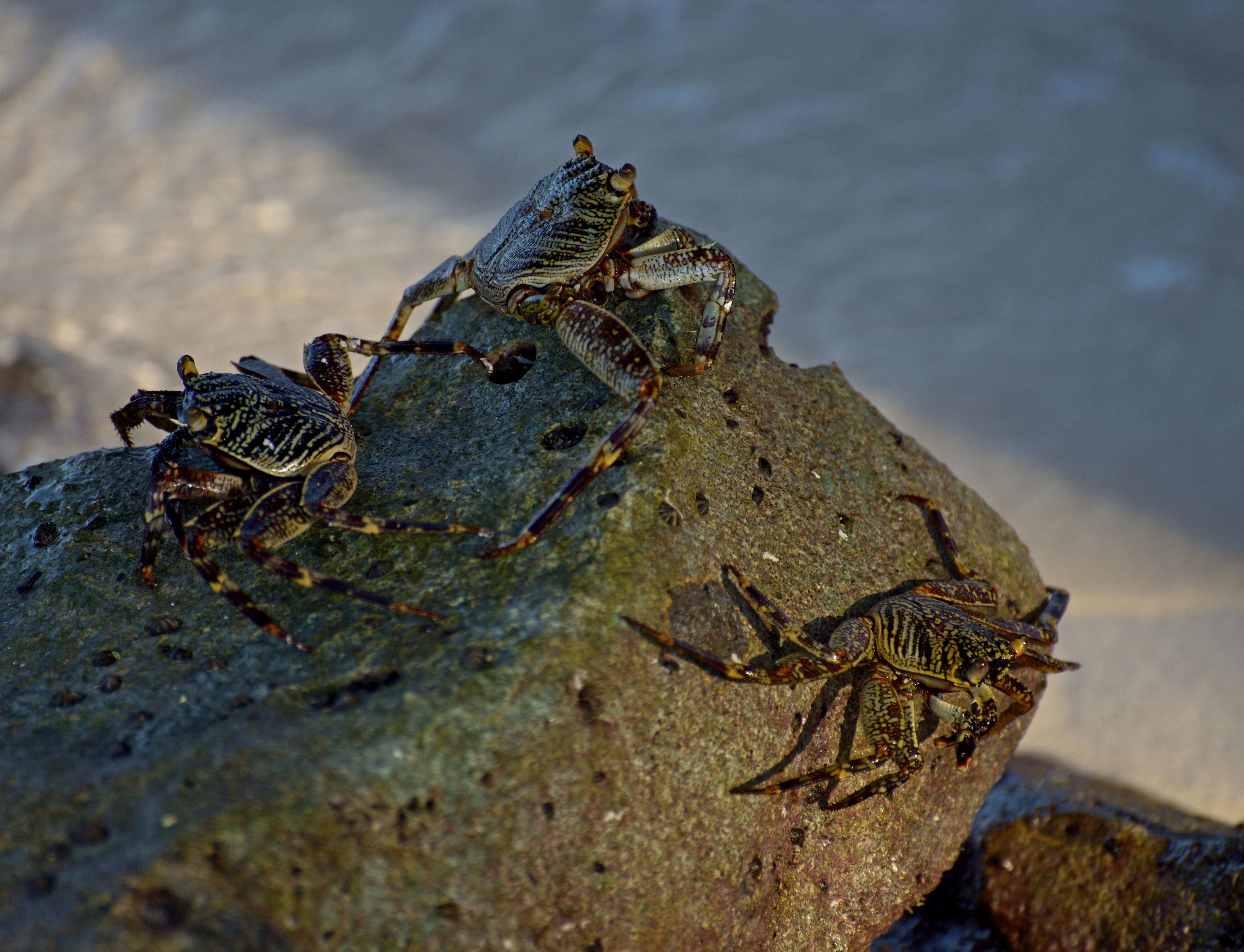 Image of Shore crab