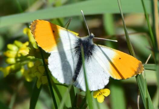 Image of orange tip