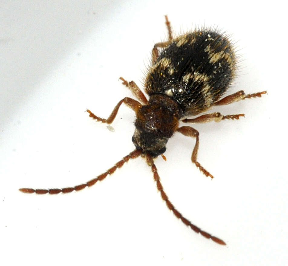 Ptinus rufipes resmi