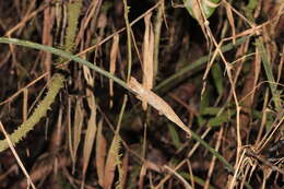 Image of Perinet Leaf Chameleon