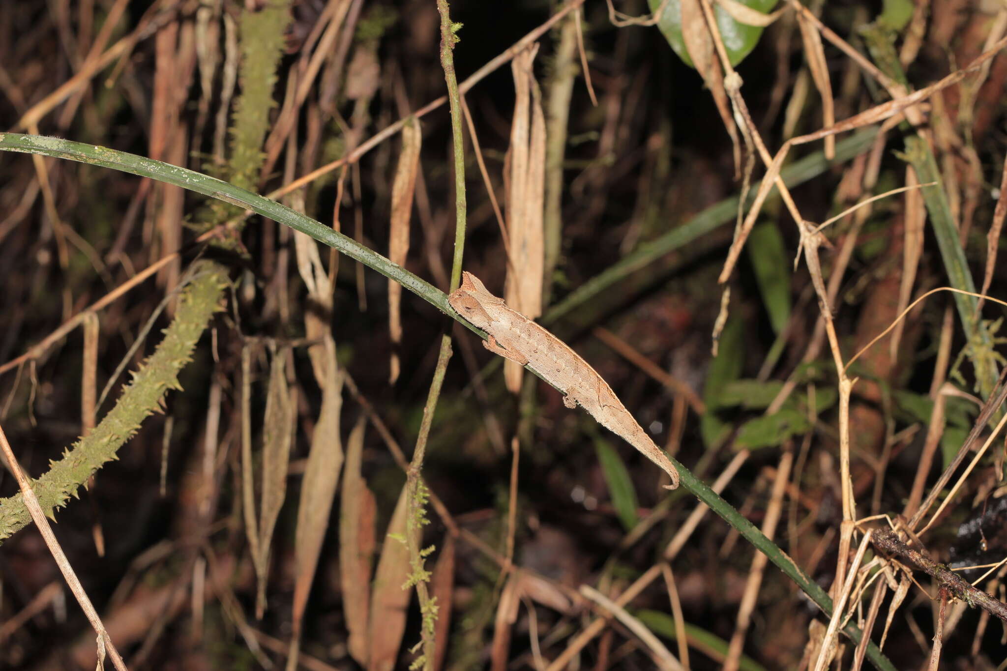 Image of Perinet Leaf Chameleon