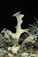 Image of American cartilage lichen