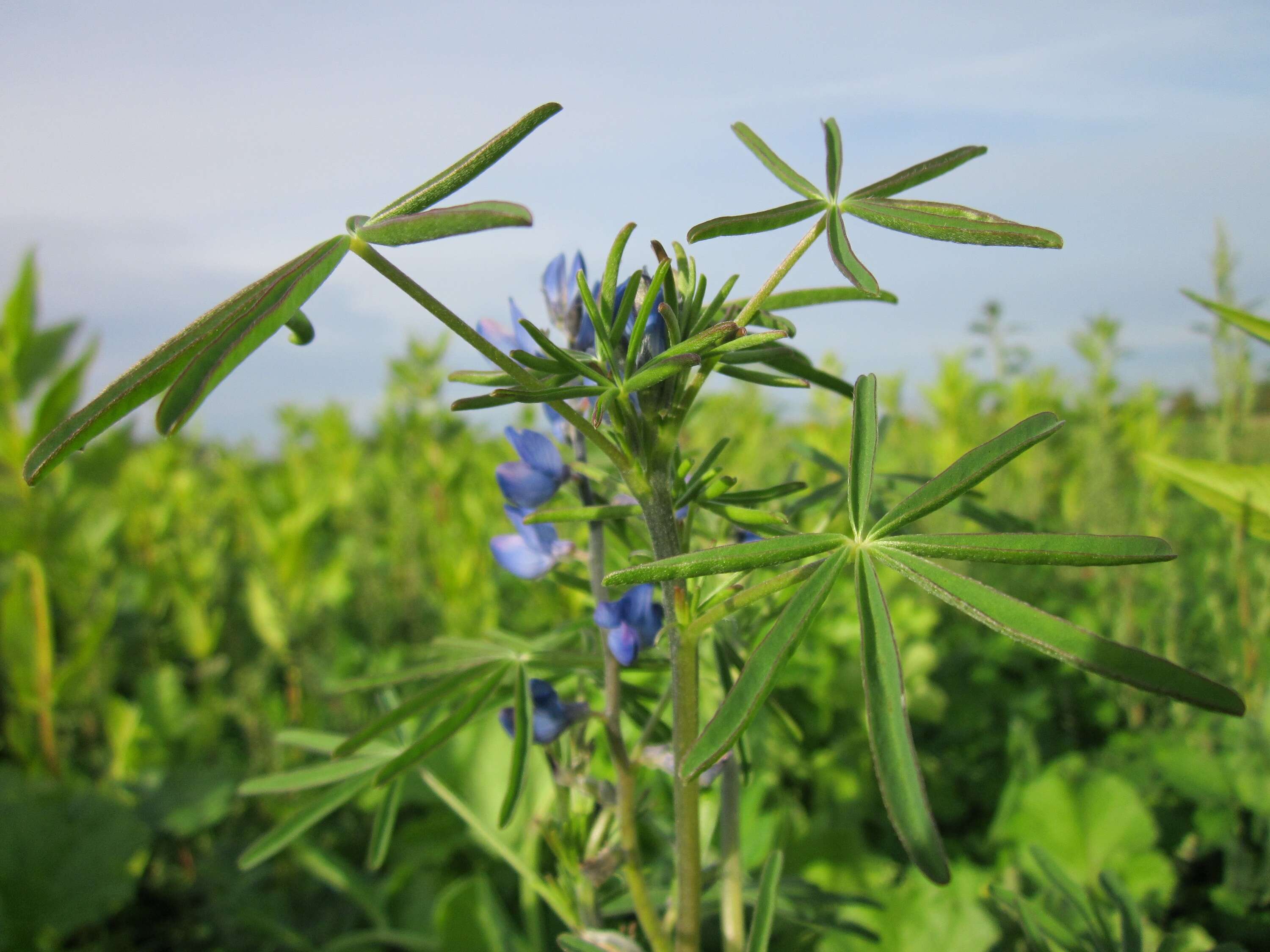 Image of narrowleaf lupine