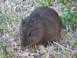 Image of Brazilian Guinea Pig