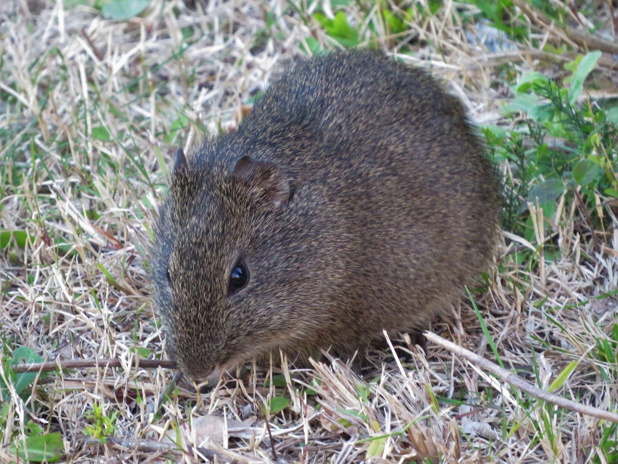 Image of Brazilian Guinea Pig