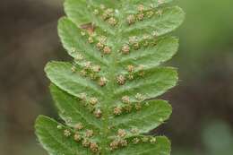 Image of Beech Fern