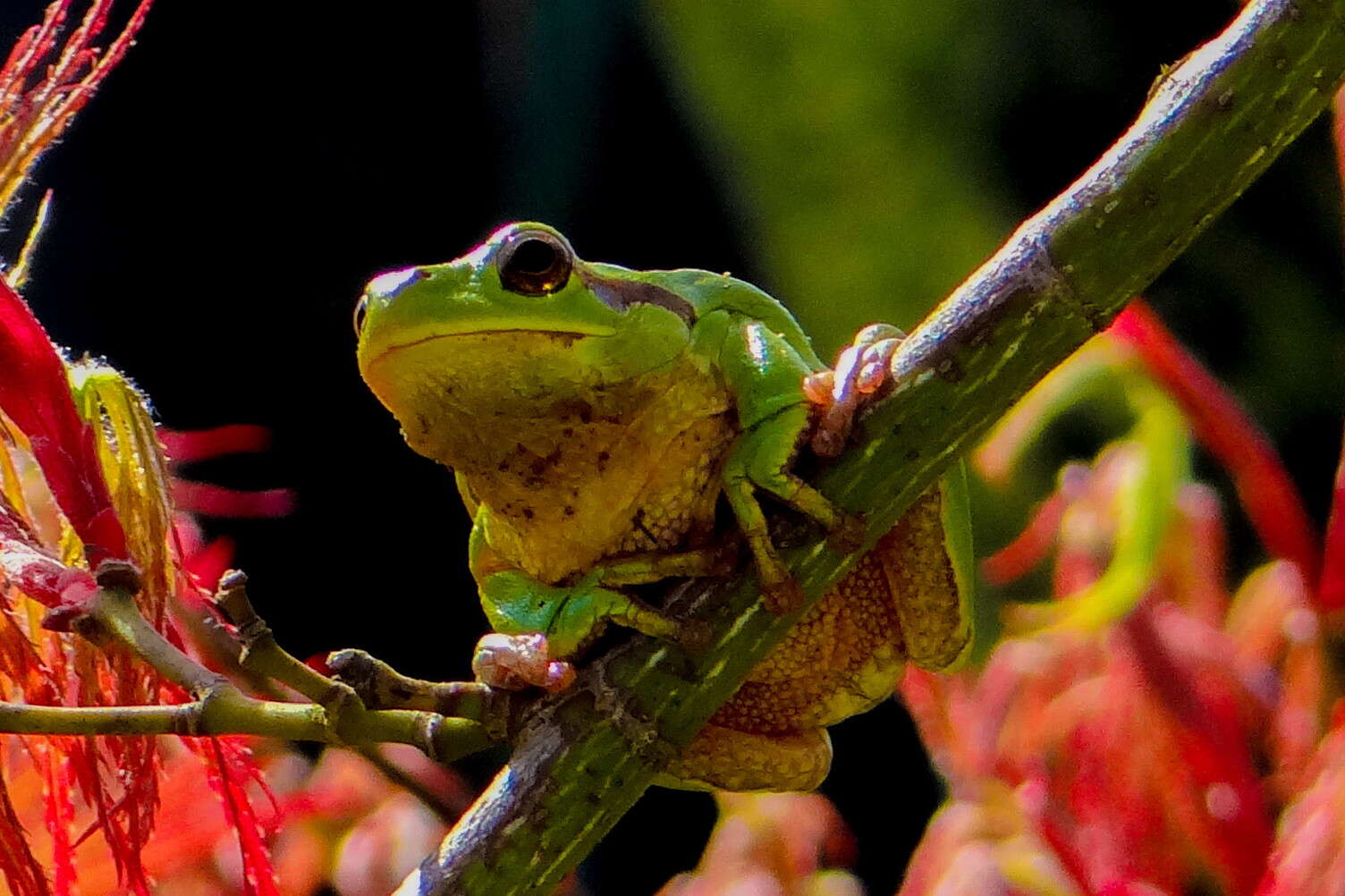 Imagem de Hyla perrini Dufresnes, Mazepa, Rodrigues, Brelsford, Litvinchuk, Sermier & Lavanchy et al. 2018