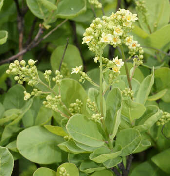 Image of European smoketree