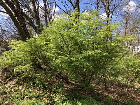 Слика од Euonymus alatus (Thunb.) Siebold