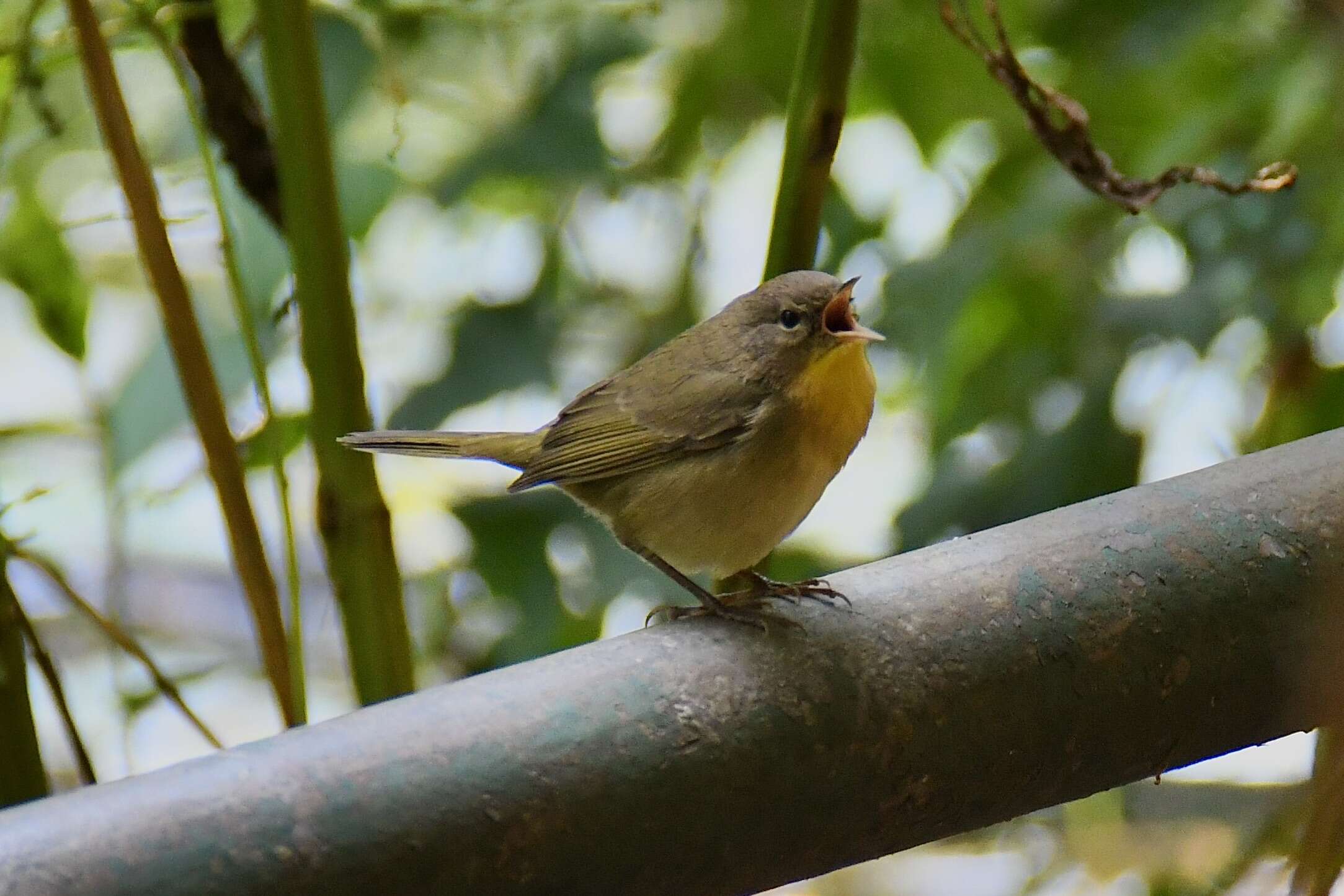 Geothlypis trichas (Linnaeus 1766) resmi