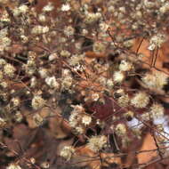 Image of hairy white oldfield aster