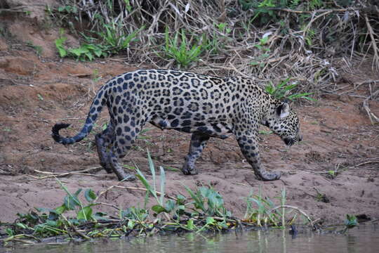 Image of Panthera onca palustris (Ameghino 1888)