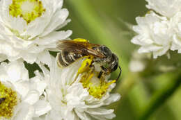 Image of Halictus confusus Smith 1853