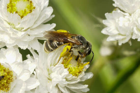 Image of Halictus confusus Smith 1853