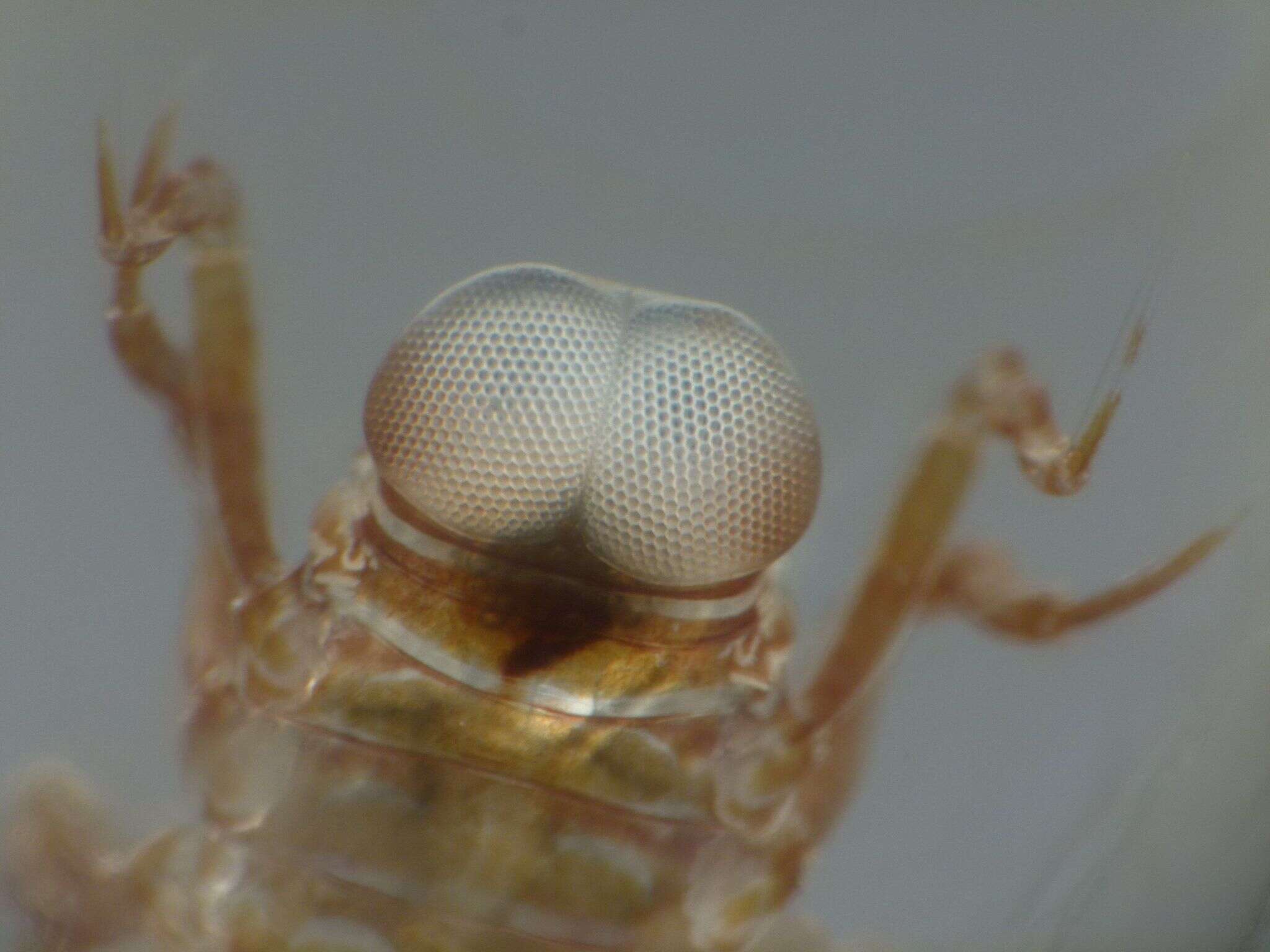 Image of Phronima sedentaria (Forskål 1775)