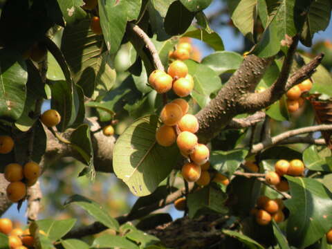 Image of brown-woolly fig