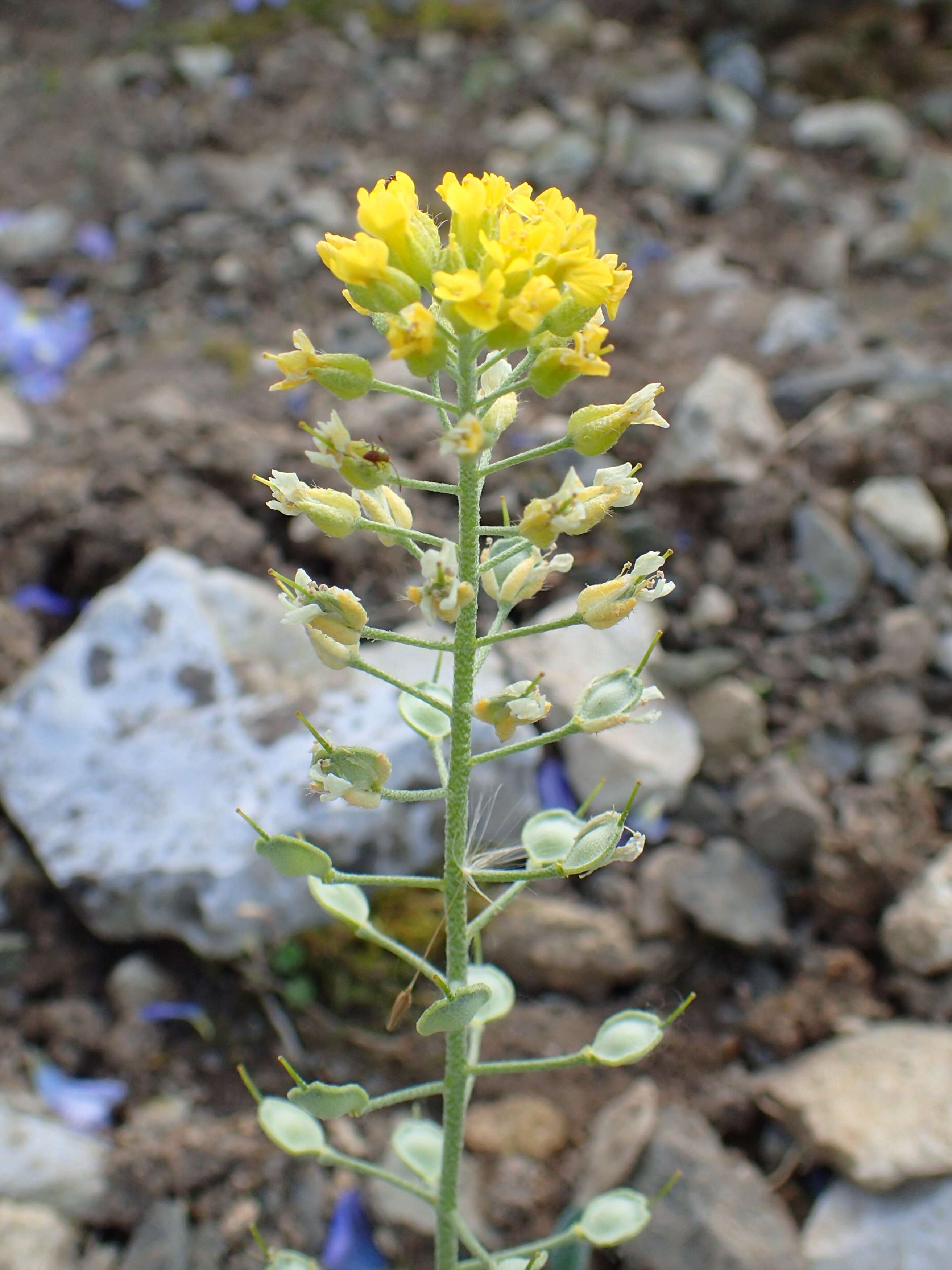 Sivun Alyssum wulfenianum Bernh. ex Willd. kuva