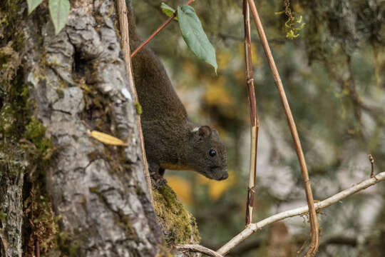 Image of Orange-bellied Himalayan Squirrel