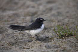 Image of Willie Wagtail