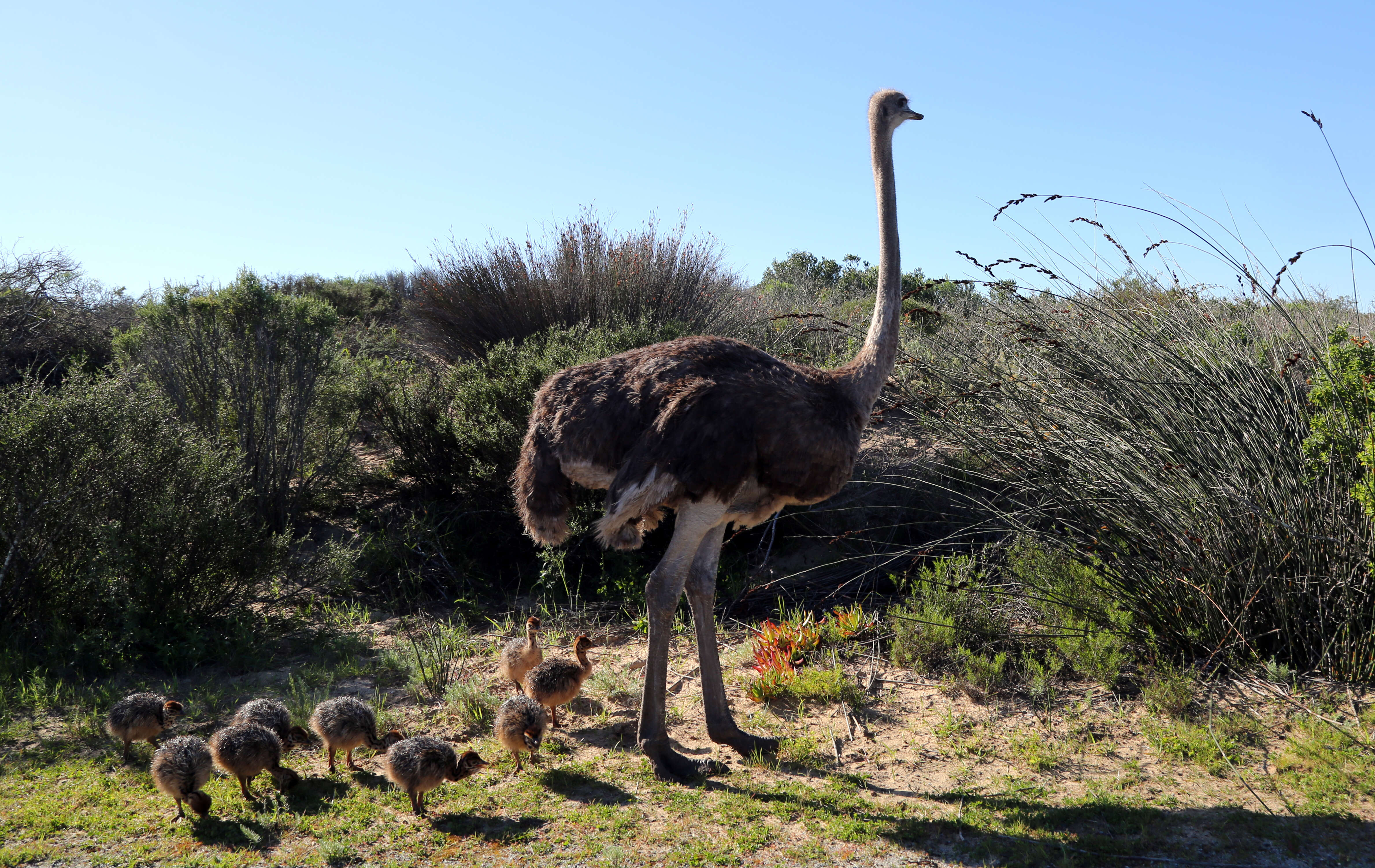 Image of ostriches