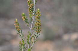 Image of green heather