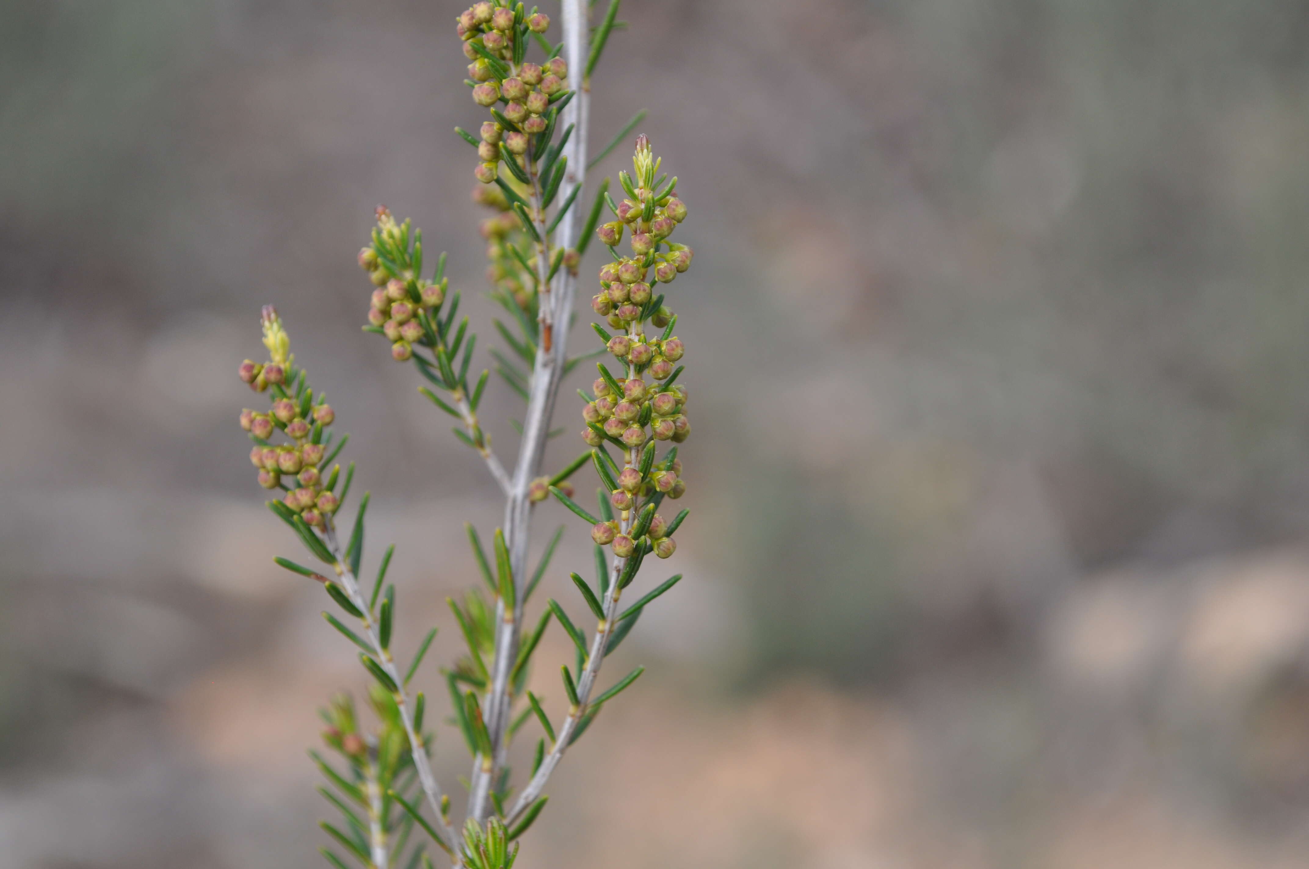 Image of green heather