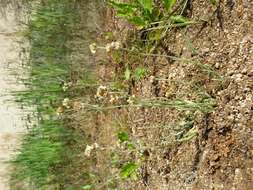 Image of Jersey cudweed