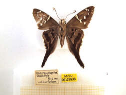 Image of Long-tailed Skipper