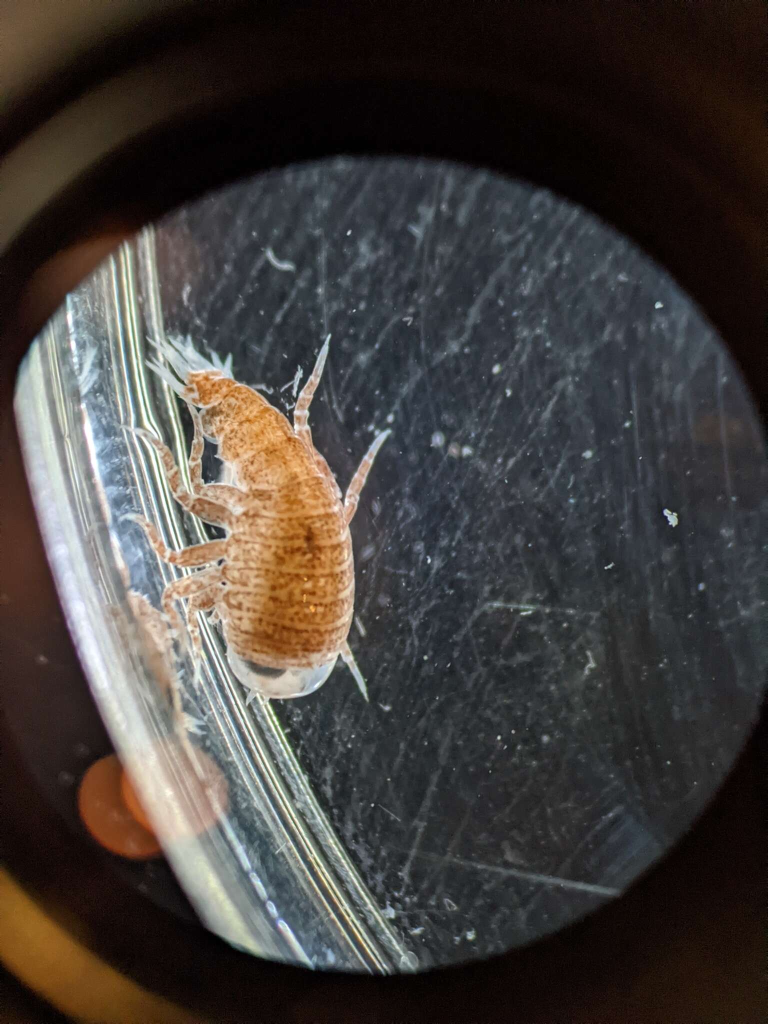 Image of jellyfish amphipods