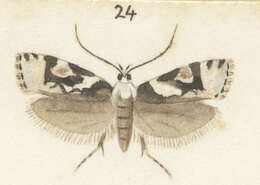 Image of Izatha epiphanes Meyrick 1884