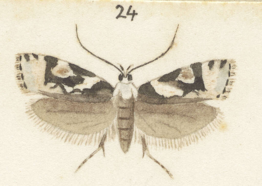 Image of Izatha epiphanes Meyrick 1884