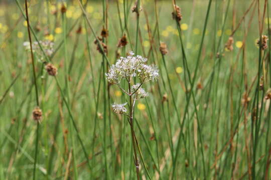 Image of marsh valerian