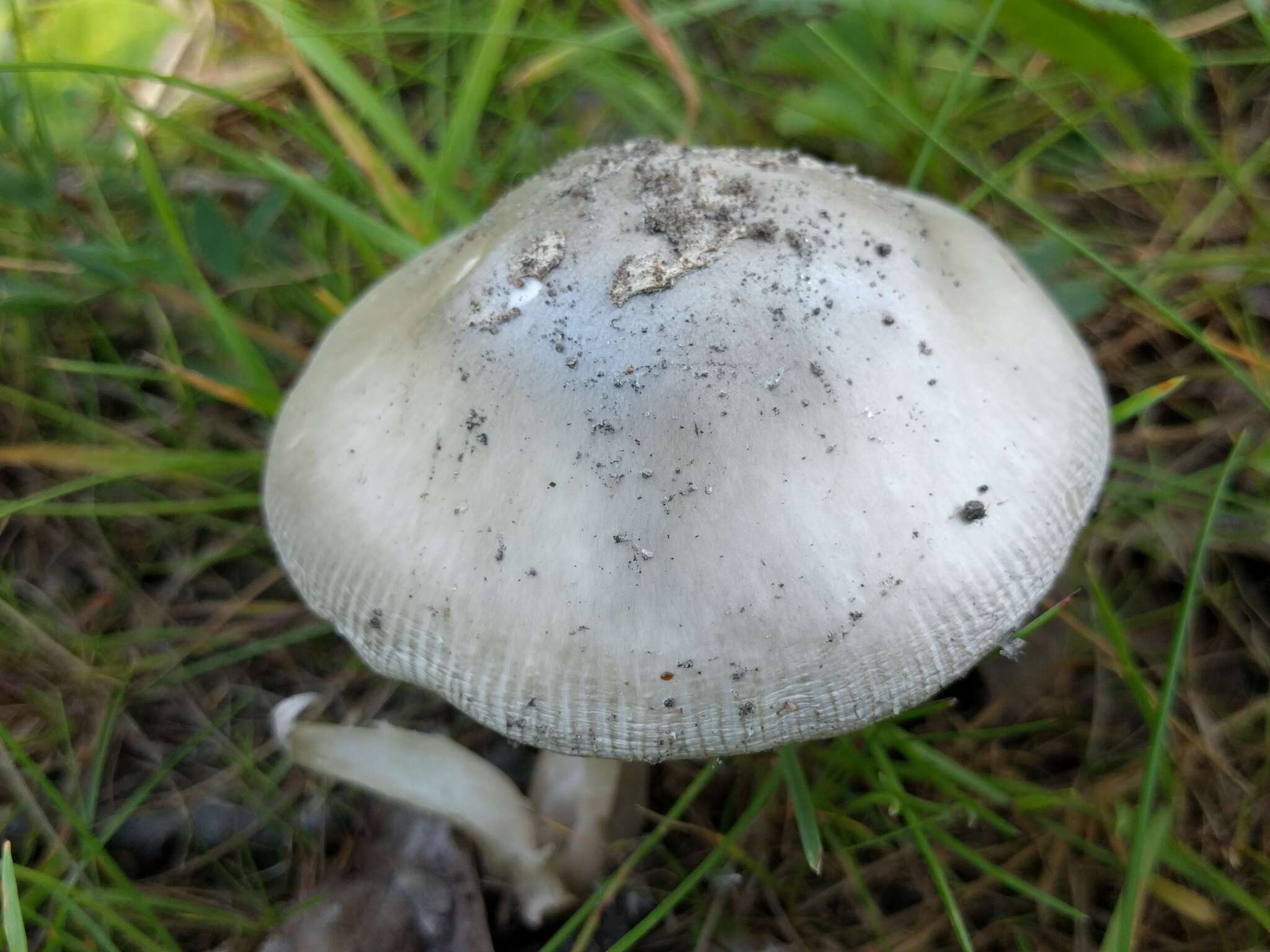 Image of Amanita vaginata (Bull.) Lam. 1783