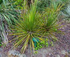 Image of San Angelo yucca