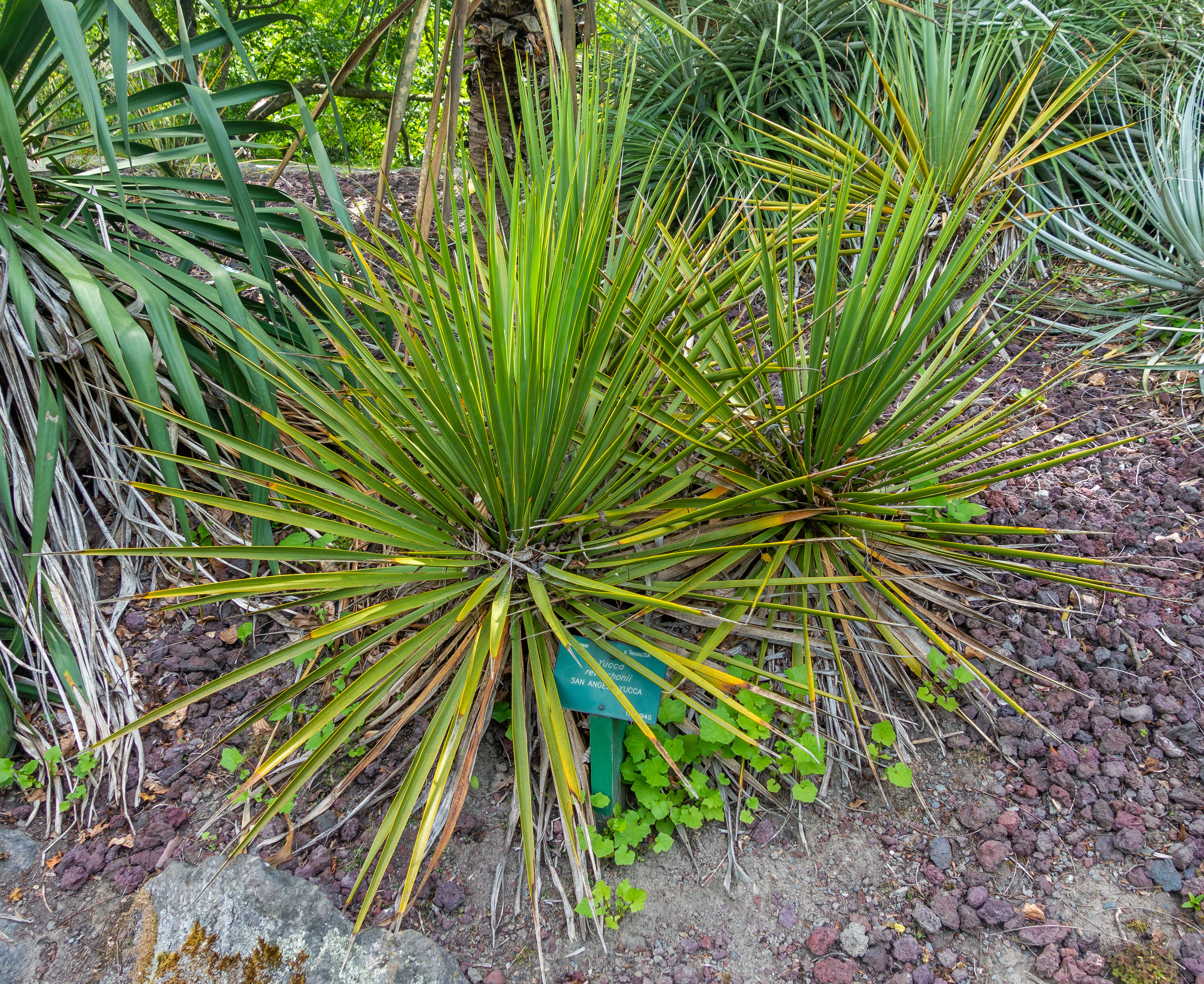 Image of San Angelo yucca