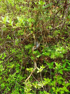 Image of Japanese striped snake