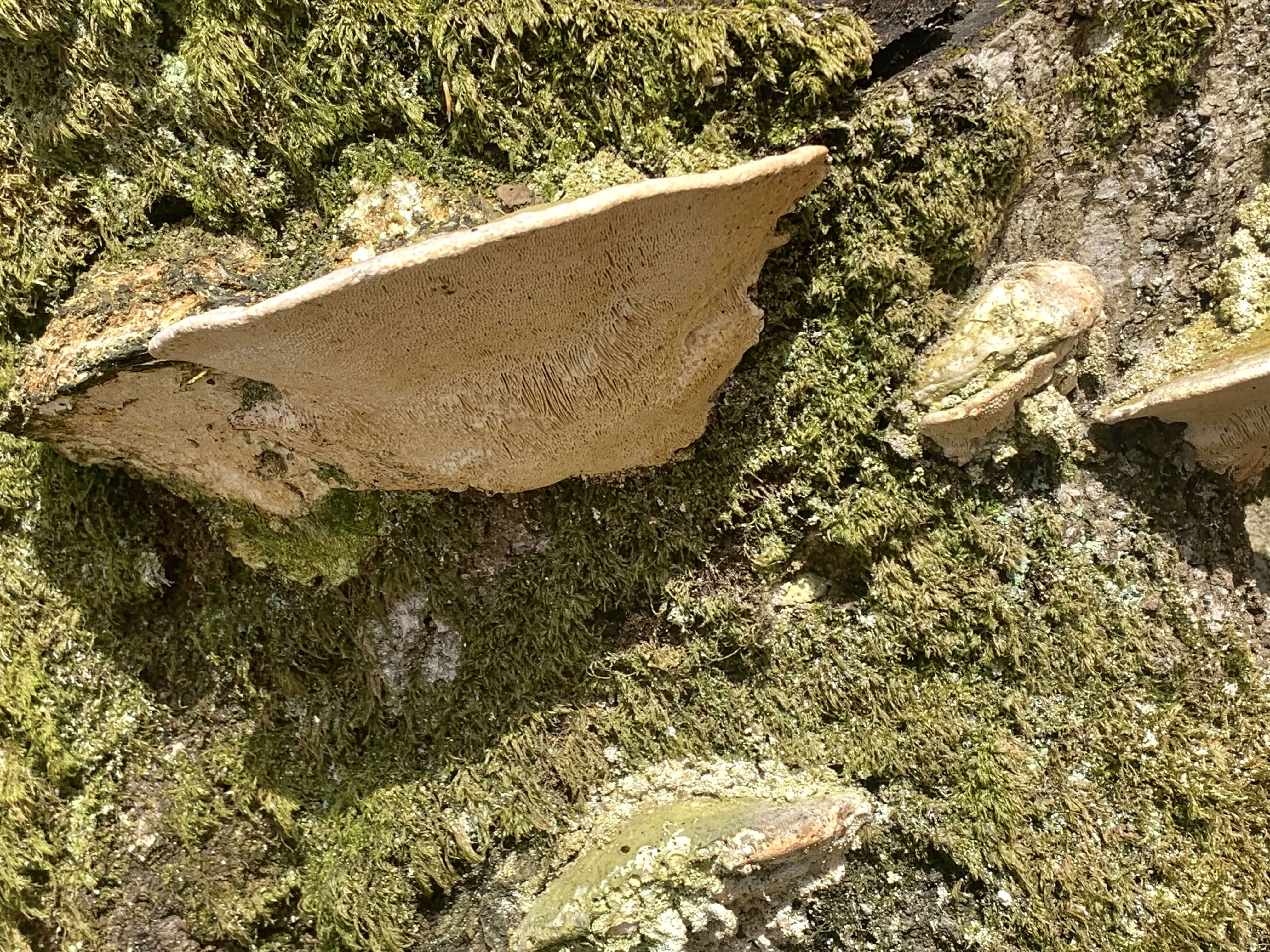 Image of Trametes gibbosa (Pers.) Fr. 1838