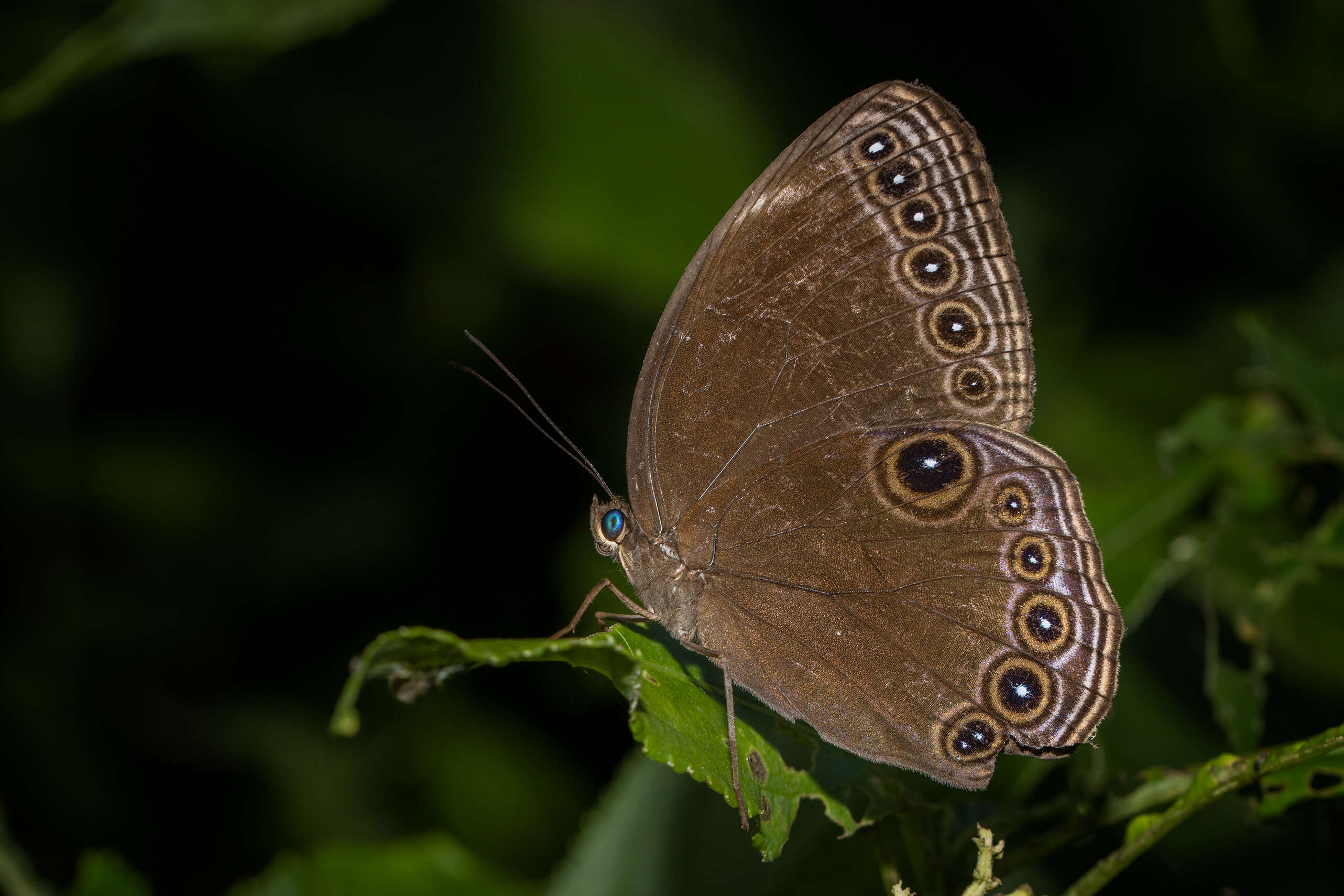 Imagem de Ethope himachala Moore 1857