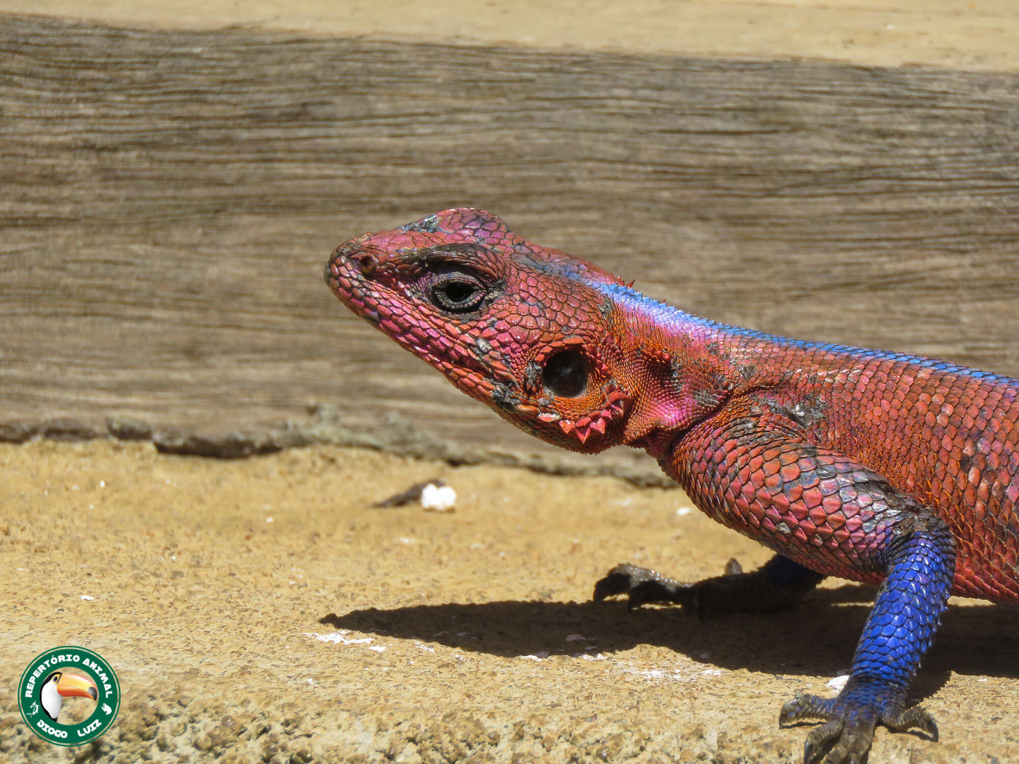 Image of Mwanza Flat-headed Rock Agama